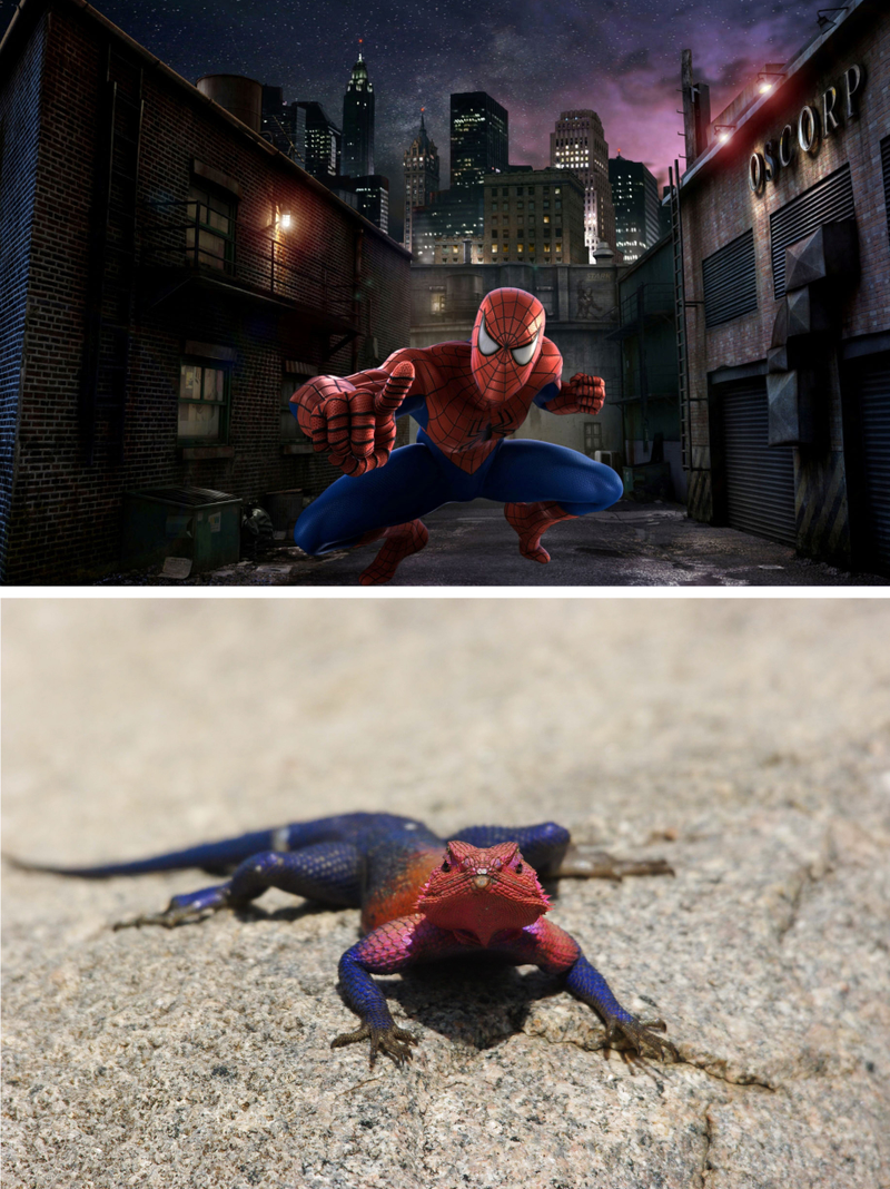 Illustration for article titled Meet The Lizard That Looks Just Like Spiderman
